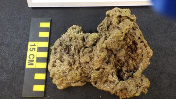 Media type: image;   Invertebrate Zoology 153498 Description: Live specimen.;